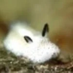 sea bunny sound (copy)