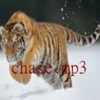 intense chase chicken game (copy)