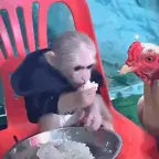chicken eating monkey