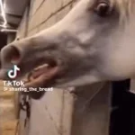 Horse Angry