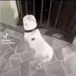arda cyborg satci