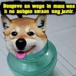 doge