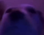 Flappy dog