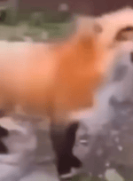 Bald Slap Explosion Fox