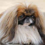 Cappuccino « ouai zebi »