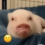 bad pig theme