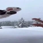 Oi oi oi off