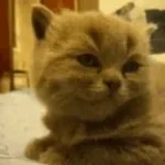 Fuzzy Fuzzy Cute Cute - Parry Gripp