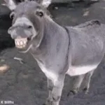 donkey