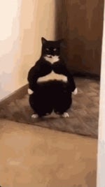 Performans Krem Venom