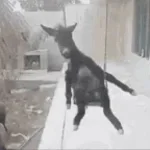 arabic donkey loud short