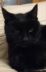 treat me like white tee by voicemod