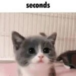 Потому что твоя мать ш... - Sound