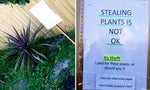 you steal my plants!?