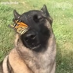 Dog and butterfly meme