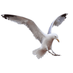 tante - kevin lauren