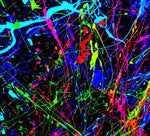 dragonopia execution