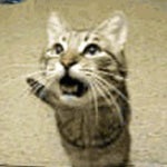 Meowsynth Pizza Time