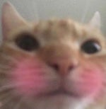 Super Idol ESTOURADO (earrepe)