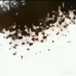 Emoji scream and disappear