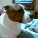 Do not send me no stardog