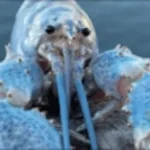 blue lobster jumpscare (copy)