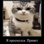 okak (минус уши)
