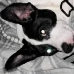 Bendy Was A Little Devil Thing