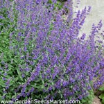 Raise A Floppa Meow Sound Effect