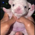 tigan negru inchis la culoare