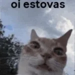 Cat Meme - u i i io i ii a (copy)