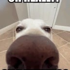 doggo is sniffing too hard