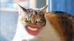 Meow Sluurp