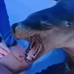 sealion