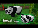 Pre sneeze - panda