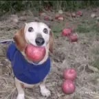 APPLE CRUMBLE FUNK (Slowed)