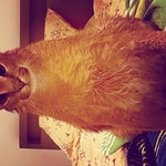 oxxxymiron discord incoming call mashup