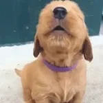 Dog Whining