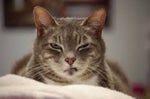 Cat Angry