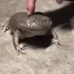 Screaming Budgett's Frog