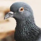 Pigeon AI #11