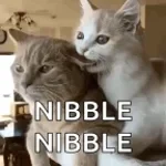nibble nibble nibble a lil bit