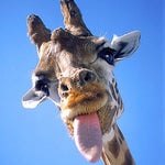 vine boom sound effect