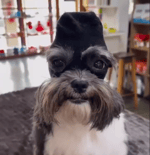 The pig... oink oink oink oink oink oink oink