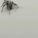 Barking Spider