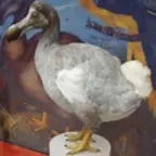 Real Dodo Bird Sounds