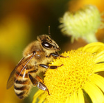 bee