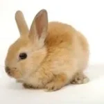 bunny jugg beat