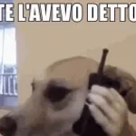 Che ti avevo detto tommaso