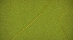 Vine Boom